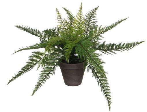 FELCE IN VASO CM.D13,5 - CM.D50X38H VERDE