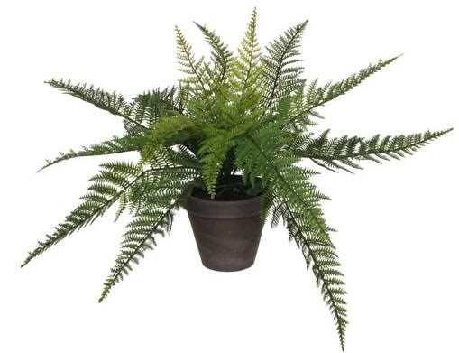 FELCE IN VASO CM.D13,5 - CM.D50X38H VERDE