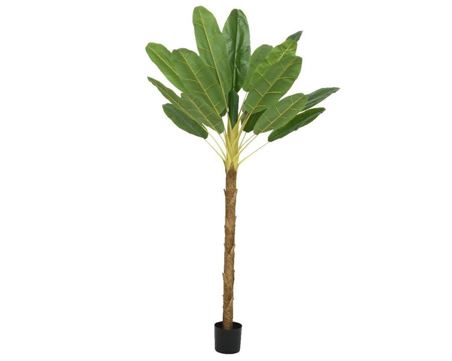 BANANA PLANT IN POT PE GREEN LUN.120CM X LAR.120CM X ALT.280