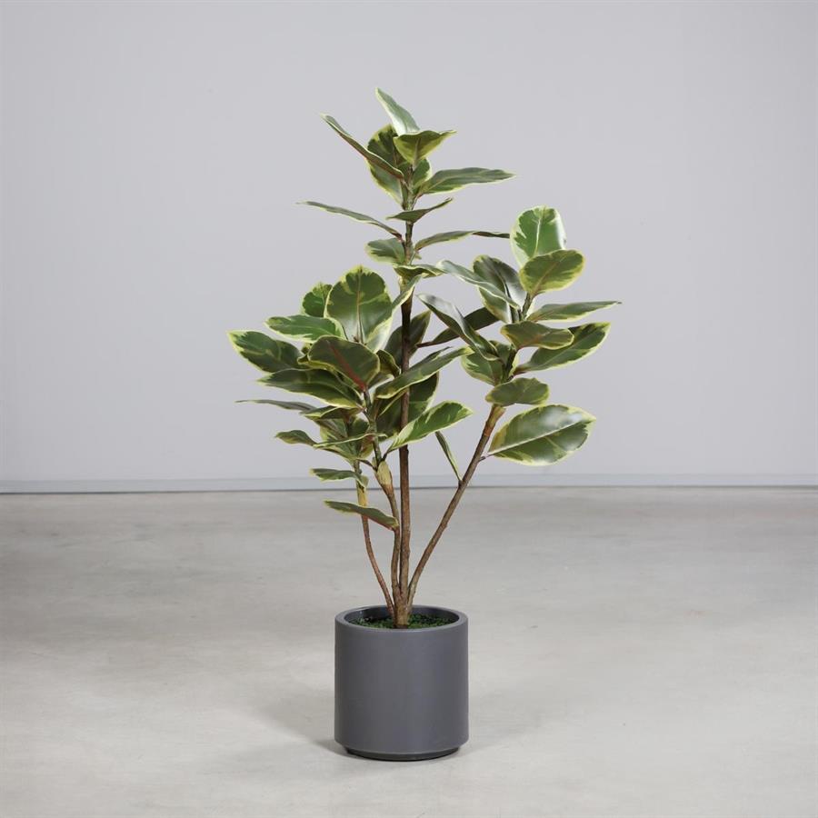 ALBERO DELLA GOMMA IN VASO CM.110H