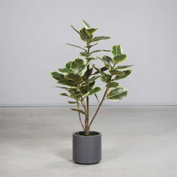 ALBERO DELLA GOMMA IN VASO CM.110H