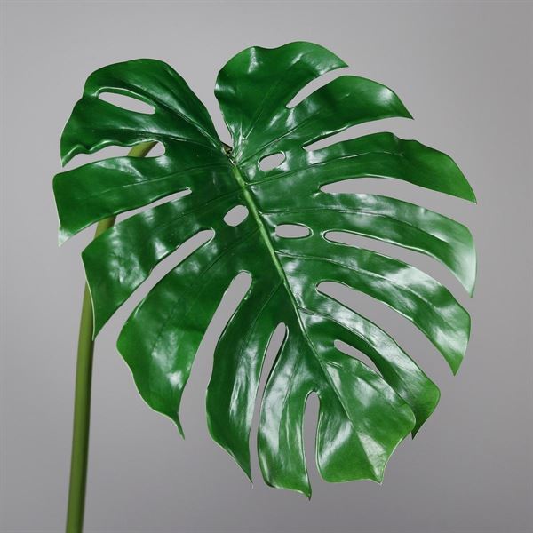 FOGLIA DI  MONSTERA CM.146H