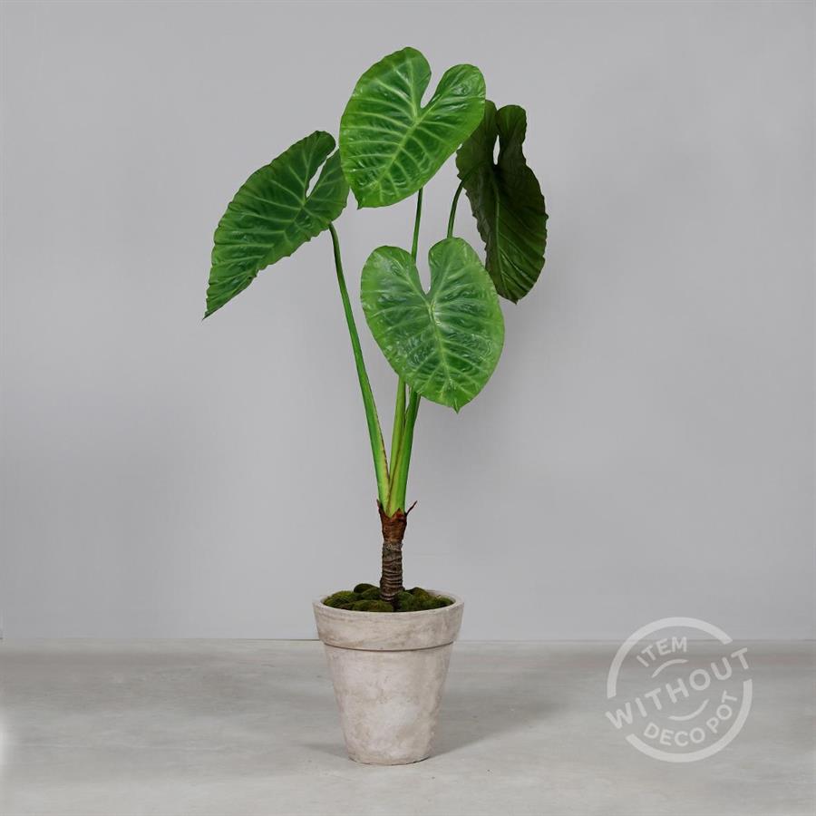 ALOCASIA IN VASO CM.175H
