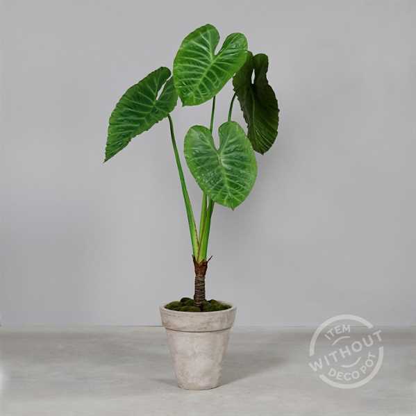 ALOCASIA IN VASO CM.175H