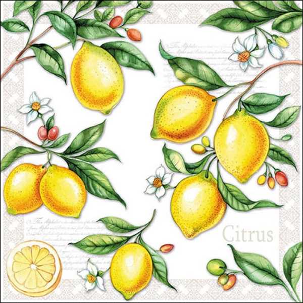 CONFEZIONE 20 TOVAGLIOLI CEDRI CM.33X33