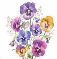 CONF.20 TOVAGLIOLI PANSIES  CM.33X33