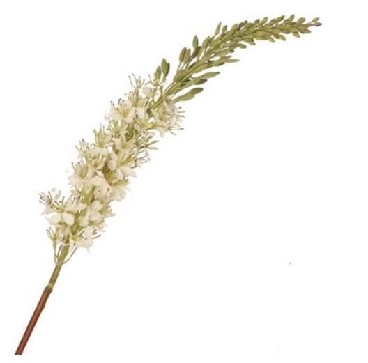 FIORE EREMURUS CM.106H BIANCO