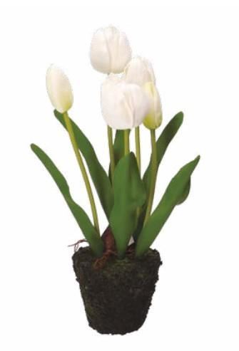 TULIPANO ZOLLA ANNA CM.Ø11X37H BIANCO