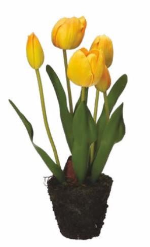 TULIPANO ZOLLA ANNA CM.Ø11X37H GIALLO