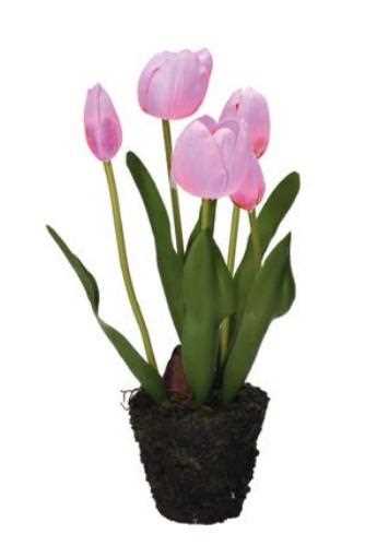 TULIPANO ZOLLA ANNA CM.Ø11X37H FUCSIA