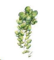 PENDENTE TARO FOGLIE CM.80H VERDE