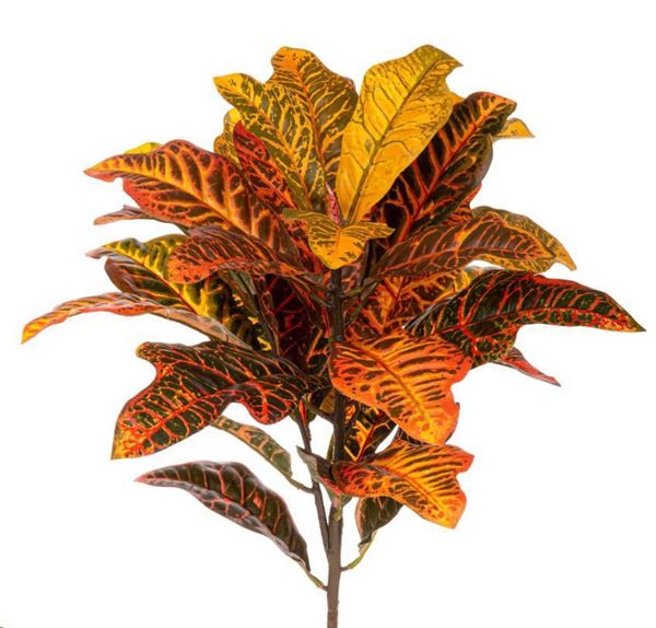 CROTON PIANTA CM.60H ARANCIONE/GIALLO
