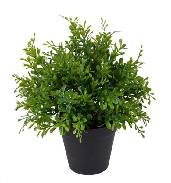 BOSSOLO IN VASO CM.28H VERDE