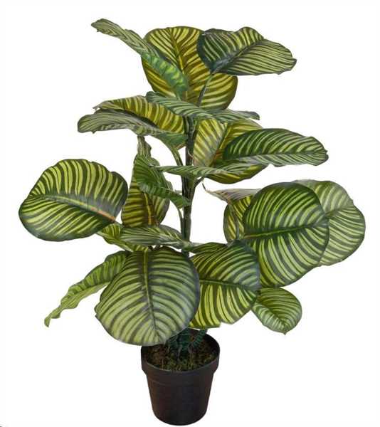 CALATHEA IN VASO 22 FOGLIE CM.85H