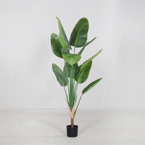 STERLIZIA IN VASO CM.180H