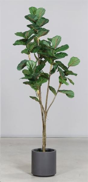FICUS IN VASO CM.170H