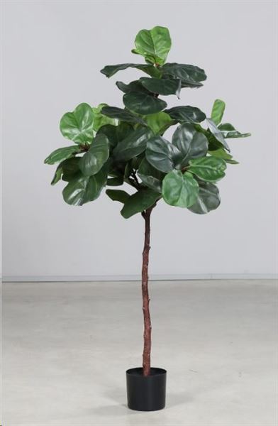FICUS VIOLIN IN VASO CM.150H