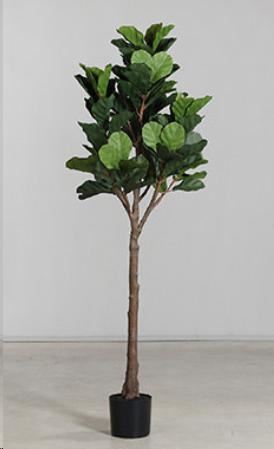 FICUS FOGLIA DI VIOLINO CM.182H UV RESISTENTE