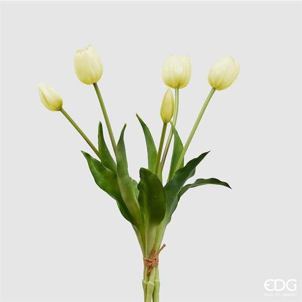 TULIPANO GOMMA OLIS MZ5PZ CM.H40 (CHIUSI) CHAMPAGNE