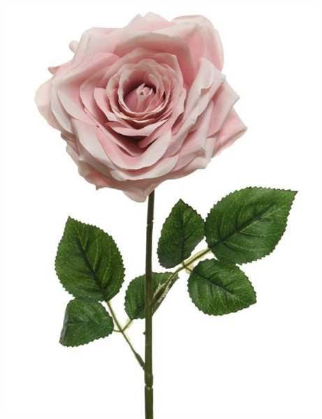 ROSA CM.D15X53H BLUSH PINK