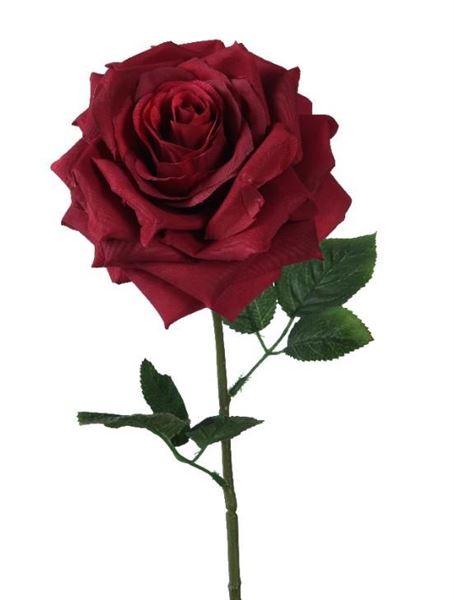 ROSA CM.D15X53H OXBLOOD