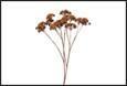 ART FLOWER EUPATORIUM L L.BROWN  CM.85H