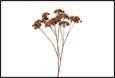 ART FLOWER EUPATORIUM L L.BROWN  CM.85H