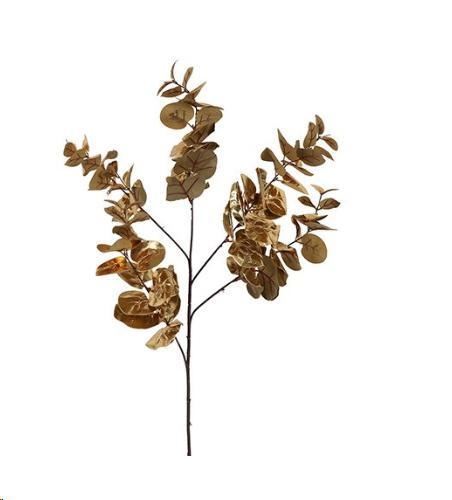 EUCALYPTUS CINEREA ORO CM.95H