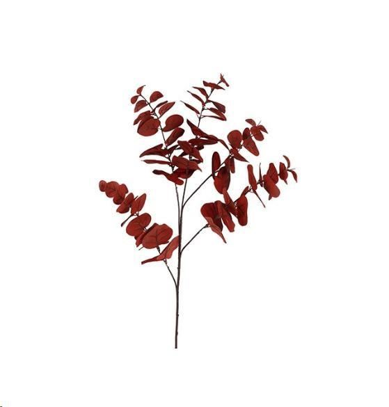 EUCALYPTUS CINEREA ROSSO CM.95H