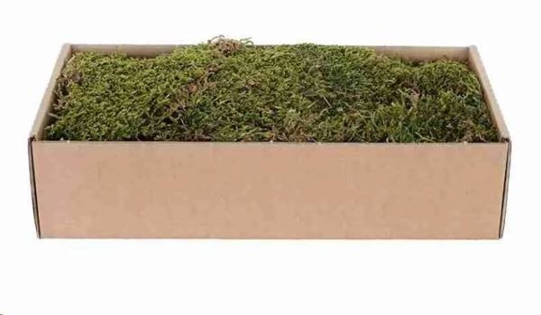 MUSCHIO PIATTO ESSICCATO 500G VERDE-MARRONE