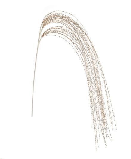 RAMO CAPELLI D'ANGELO CHAMPAGNE CM.H130