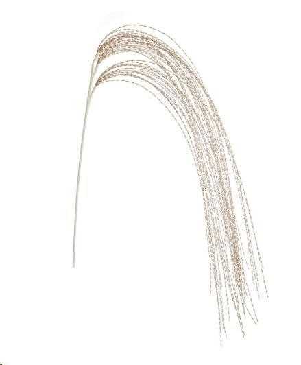 RAMO CAPELLI D'ANGELO CHAMPAGNE CM.H130