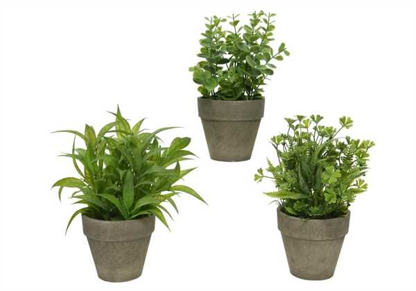 PLANT EUCALYPTUS IN POT PLASTIC IN PAPER POT 3ASS GREEN D.20