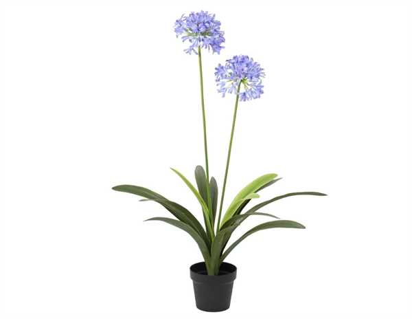 PLANT AGAPANTHUS IN POT PE AGAPANTHUS W LEAF LILAC 80CMX80CM