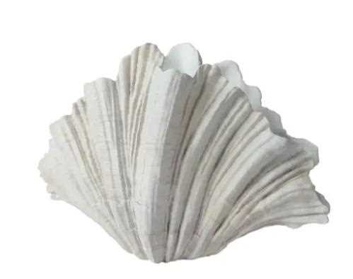 PLANTER POLYRESIN CLAM SHELL OFF-WHITE 31CMX57CMXH.36CM