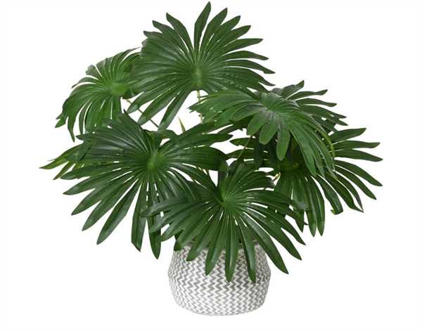 PALM WAHINGTONIA IN POT GREEN D.20CMXH.50CM