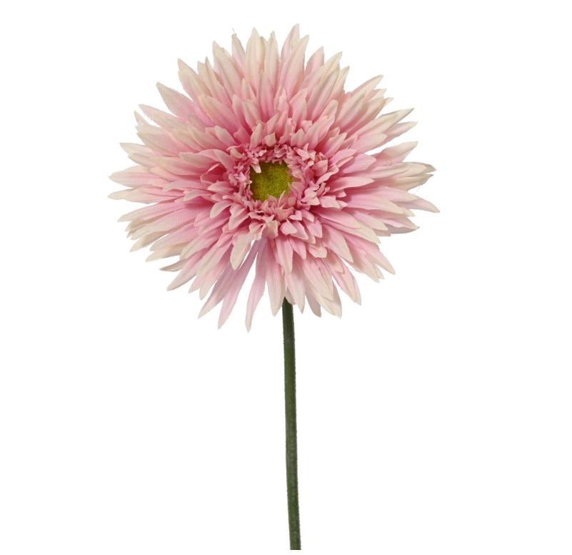 CHRYSANTHEMUM POLY PINK D.12CMXH.54CM