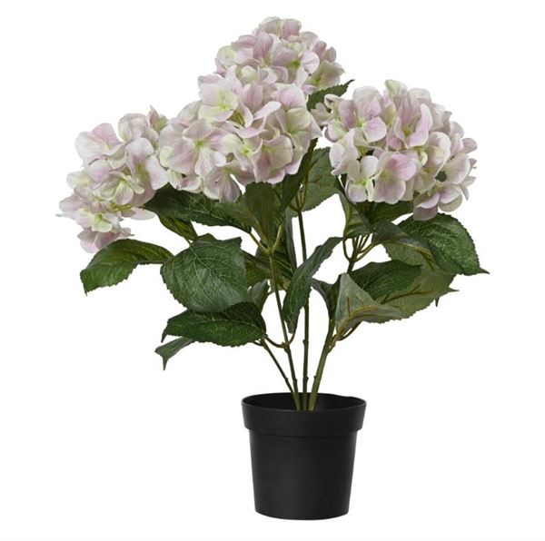 HYDRANGEA  POLY W LEAF IN PLASTIC POT SOFT PINK D.28CMXH.46C