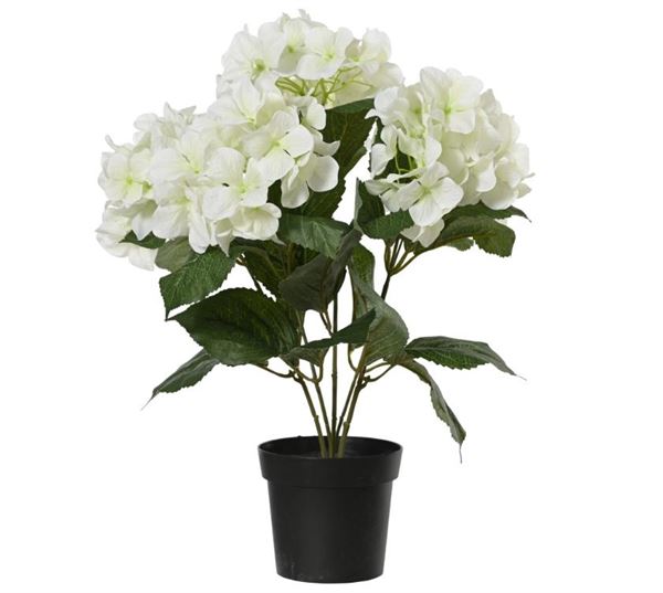HYDRANGEA  POLY W LEAF IN PLASTIC POT WHITE D.28CMXH.46CM