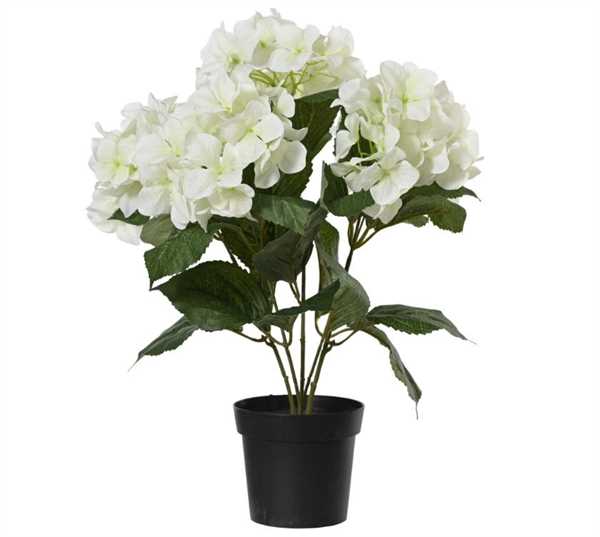 HYDRANGEA  POLY W LEAF IN PLASTIC POT WHITE D.28CMXH.46CM
