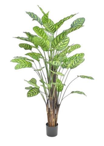 CALATHEA MAKOYANA IN VASO 57 S 70CM