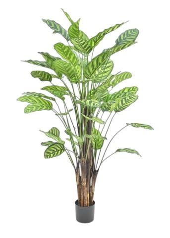 CALATHEA MAKOYANA IN VASO 57 S 70CM