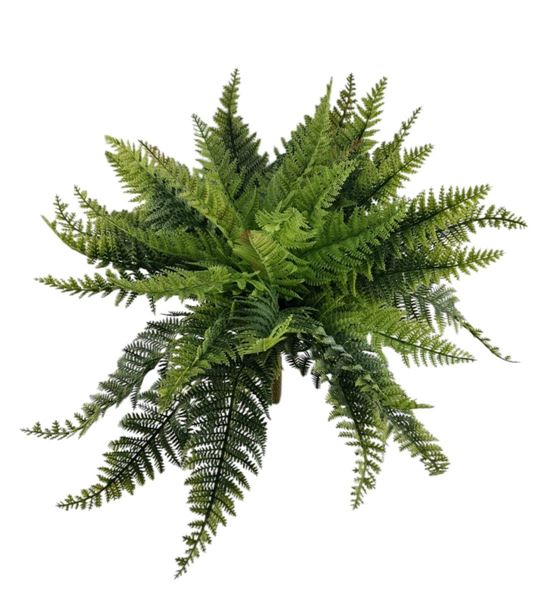 FELCE BUSH X36 43CM VERDE