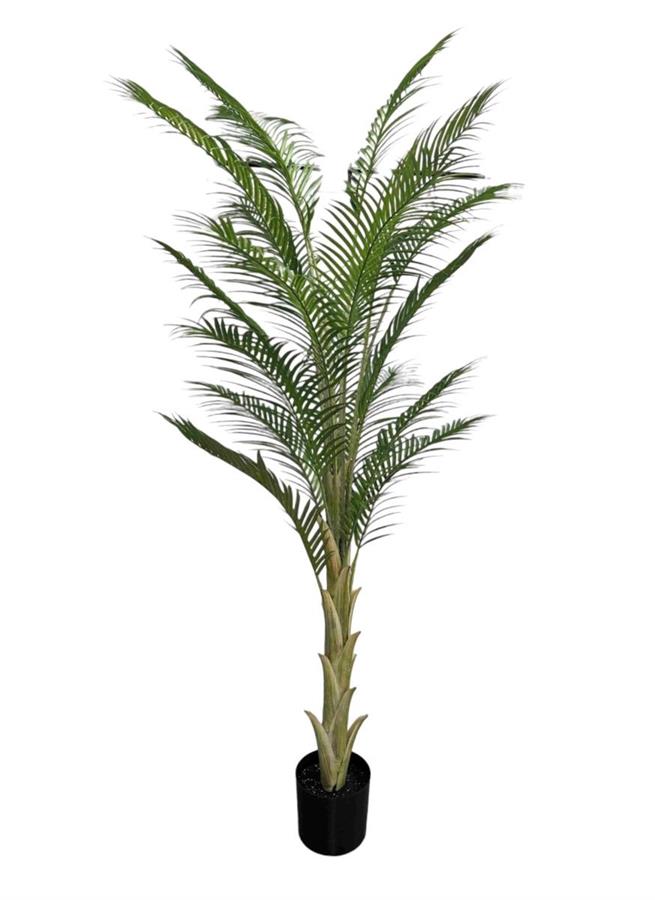 PALMA X19 IN VASO 210CM