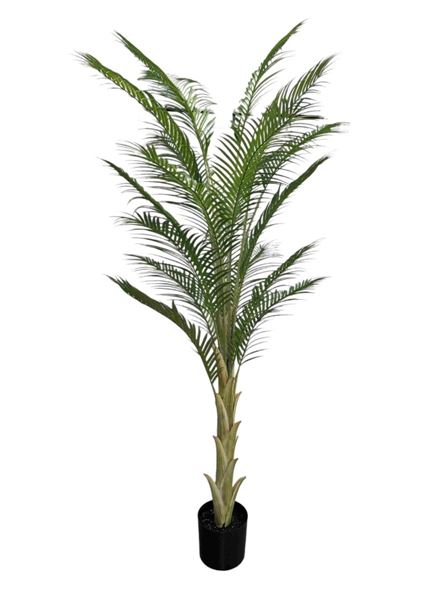 PALMA X19 IN VASO 210CM