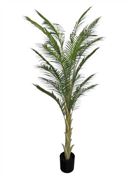 PALMA X19 IN VASO 210CM