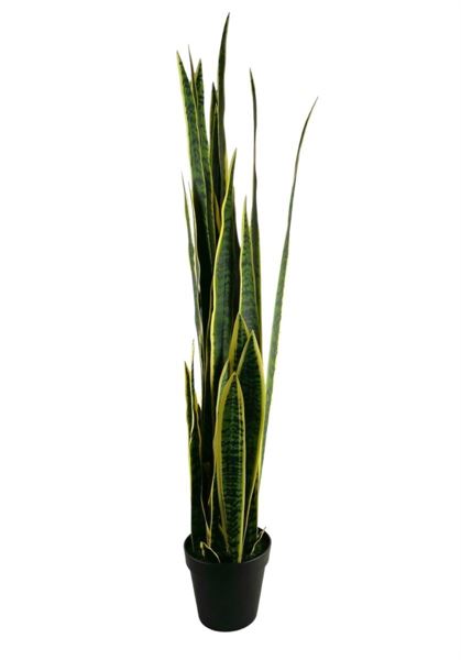 SANSEVERIA IN VASO 135CM