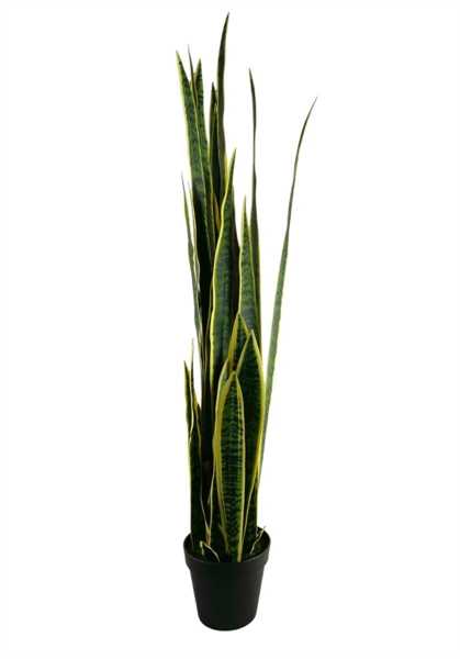 SANSEVERIA IN VASO 135CM