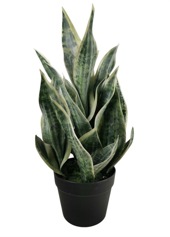 SANSEVERIA TRIFASCIATA IN VASO 51CM