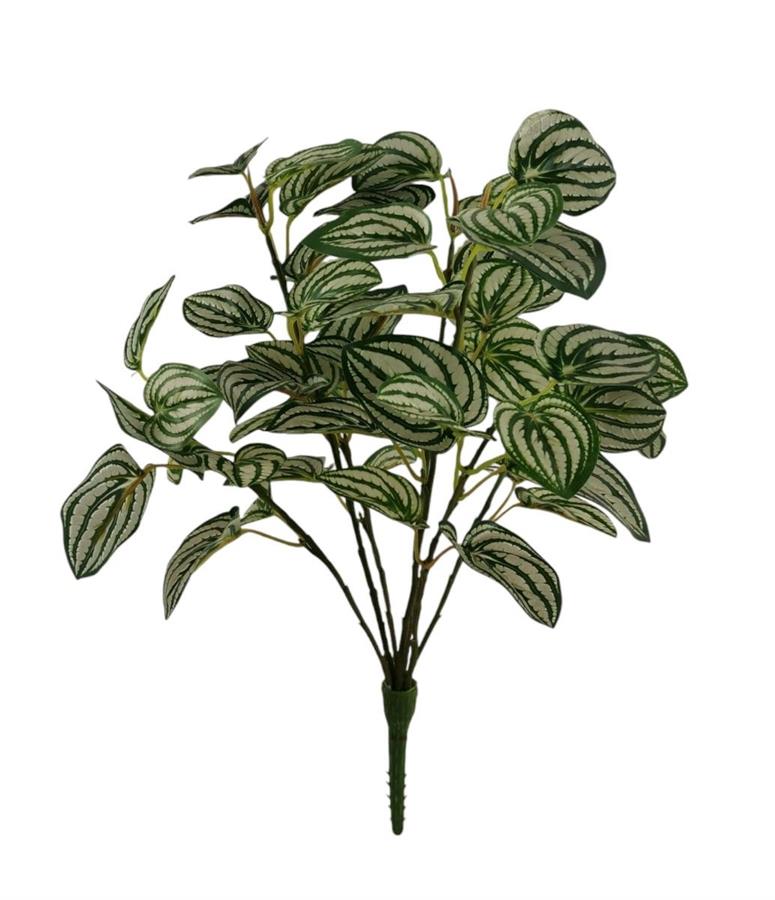 PEPEROMIA BUSH +UV 40CM